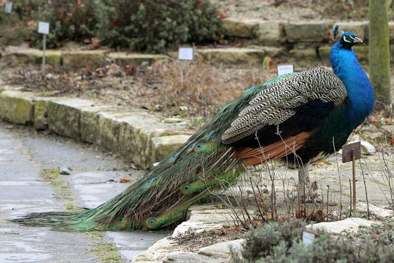 Teplá počasí vylákalo zvířata v Zoo do vnějších výběhů