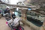 Symbolické odemčení expozice Česká řeka v plzeňské zoo