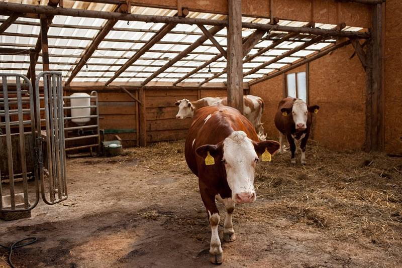 Farmářské slavnosti zavítaly na biofarmu v Nežichově