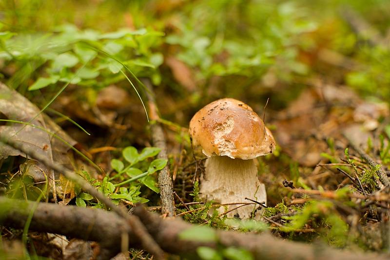 Houbaření na Plzeňsku.