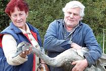S odchytem labutích mláďat pomáhali Karlu Makoňovi Zdeňka a Václav Kaiserovi. Jim i všem dalším ochranář děkuje. 