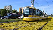 Tramvajová trať v Plaské ulici v Bolevci prošla rozsáhlou modernizací. Po výměně kolejí došlo i na osazení tramvajového pásu suchomilnými rostlinami. Ty nyní rozkvetli žlutými květy a kromě zlepšení vzhledu také sníží hluk i prašnost od tramvajové dopravy