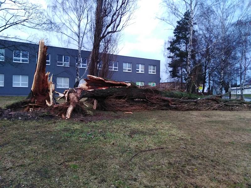 Vichřice Sabine zlomila strom u kruhového objezdu u Klatovské nemocnice.