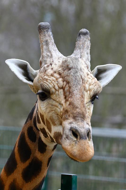 Z plzeňské zoologické zahrady.