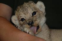 Lvíče se v plzeňské zoo narodilo 12. září