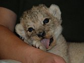 Lvíče se v plzeňské zoo narodilo 12. září