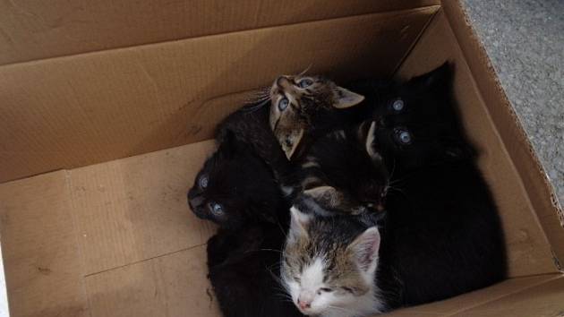 Pět měsíčních koťátek dal někdo do krabice a odložil u plotu plzeňského útulku.