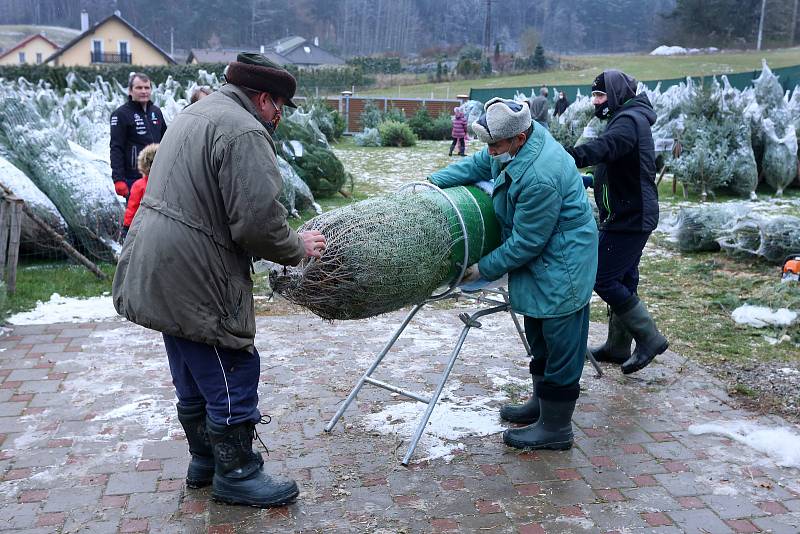 Velký výběr ze stovek vánočních stromků nabízí René Calta v Příšově na severním Plzeňsku.