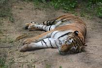 Ve svém výběhu v plzeňské zoo si pomalu zvyká nová tygřice Milashki (na snímku). V nově zrekonstruovaných výbězích doplnila do páru tygra Tibera.