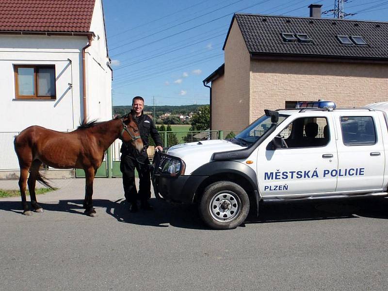 Klisna a zachránce. Koně v úterý chytala městská policie po plzeňské silnici