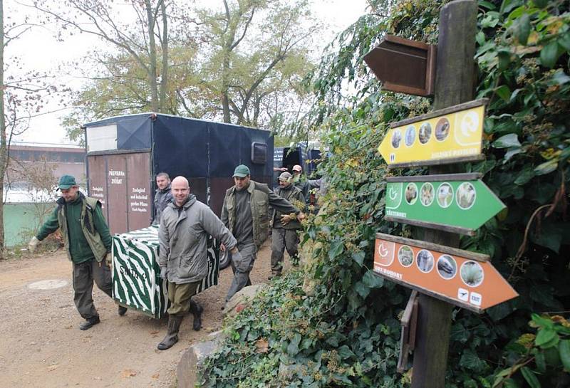 Do plzeňské zoo se vrátily pumy