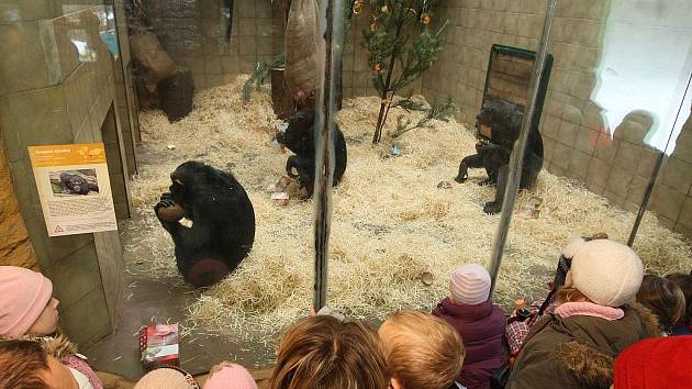 Vánoční krmení šimpanzů v plzeňské Zoo.