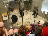 Vánoční krmení šimpanzů v plzeňské Zoo.