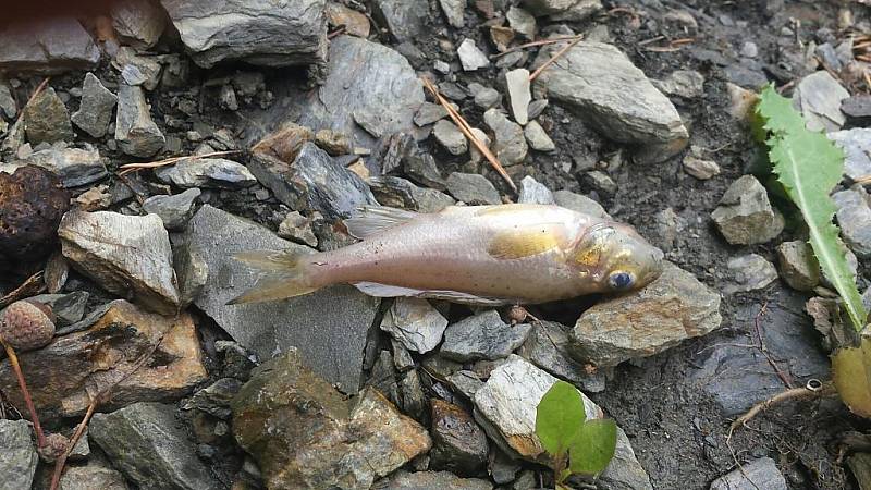 Uhynulé ryby na přehradě Hracholusky