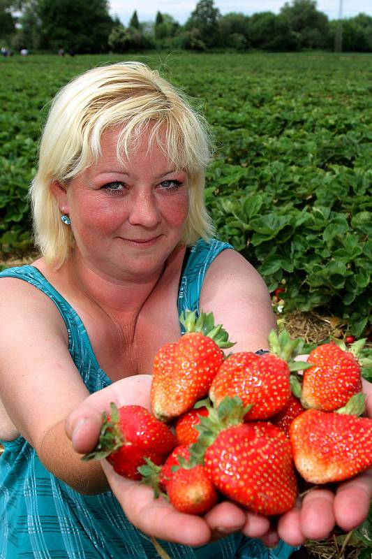 Jahodárna na plantážích mezi Plzní a městkou částí Radčice nabízí prodej jahod i levnější samosběr.