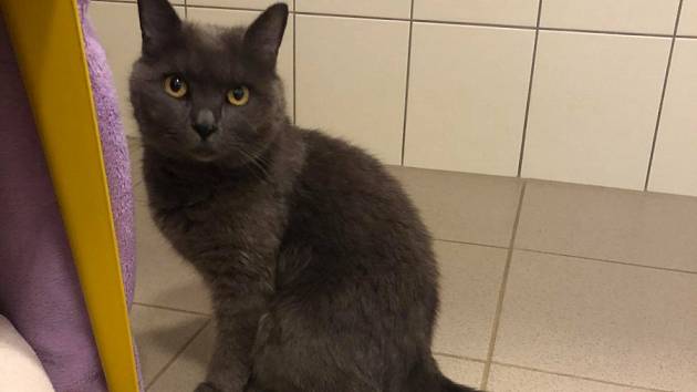 Strážníci našli britskou kočku, hledá se majitel - Plzeňský deník
