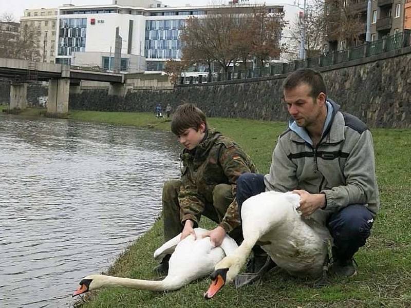 Labutí pár zahnízdil na Radbuze u kanoistického oddílu, ochránci jej museli kvůli bezpečnosti přesunout dál po řece.