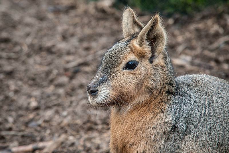 Zoologická zahrada Plasy.