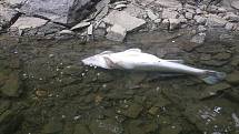 Uhynulé ryby na přehradě Hracholusky