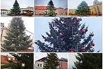 Vánoční stromy na západě Čech. Který je nejhezčí?