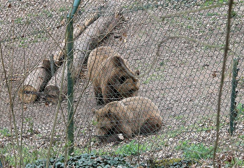 Do plzeňské zoologické zahrady dorazily jenom za sobotu více než dva tisíce návštěvníků.