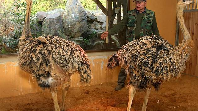 Pštrosí mláďata v plzeňské zoo. I když pro laika vypadají dospěle, odborníci je označují za kuřata. Mláďata jsou stará tři a půl měsíce