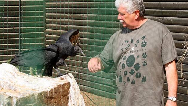 Oslavenec Václav Chaloupek s kondory v plzeňské zoo.