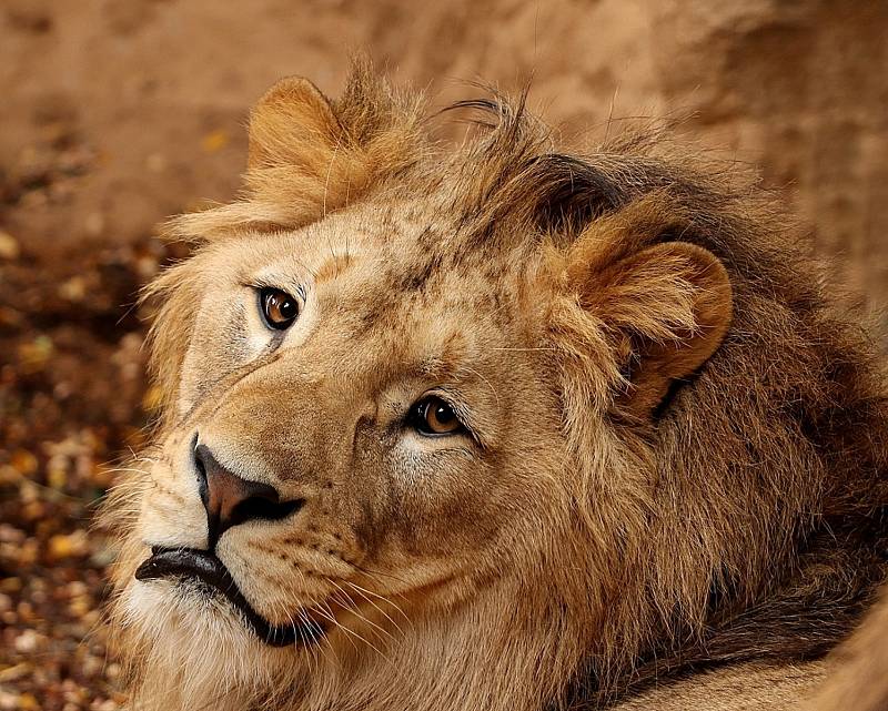 Z plzeňské zoologické zahrady.