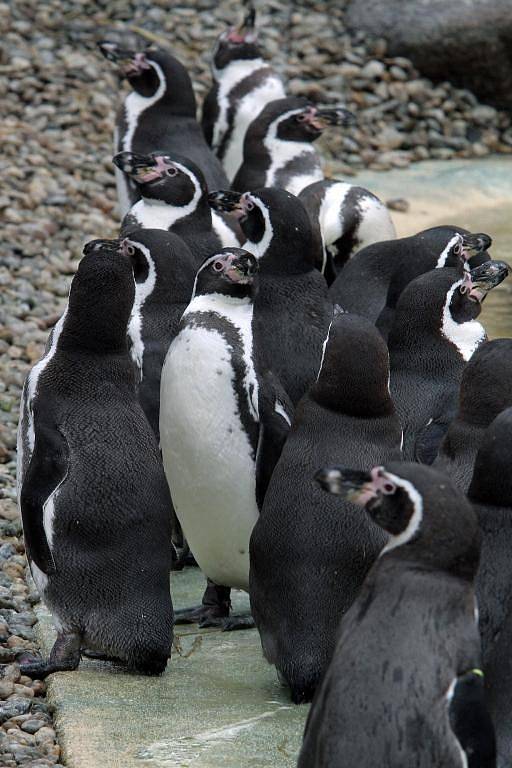 Teplá počasí vylákalo zvířata v Zoo do vnějších výběhů