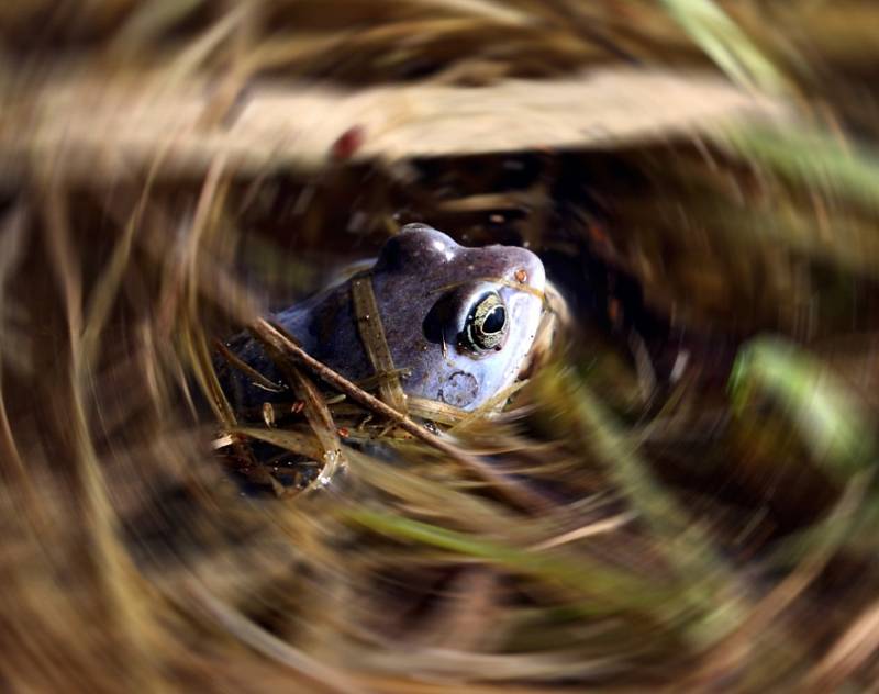 Zůstávají za ní stovky krásných fotografií zvířat a rostlin. Kateřina Misíková ale kromě focení také zpívá a miluje přírodu.