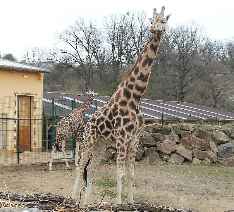 Do plzeňské zoologické zahrady dorazily jenom za sobotu více než dva tisíce návštěvníků.