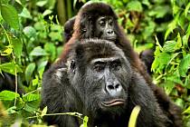 Setkání s gorilami je podle Vladimíra Čecha nezapomenutelným zážitkem. On je nejen fotografuje, ale snaží se jim i pomáhat. Stal se i ambasadorem parku Kahuzi Biega v Kongu.