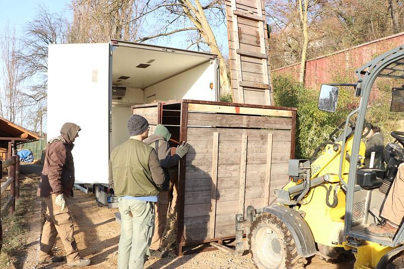 Tříletý Ontario odjel v úterý z plzeňské zoo