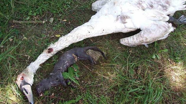 Uhynulá labuť, kterou zakousl norek americký u plzeňského rybníka Košináře. Útočník byl také zabit
