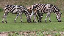 Plzeňská zoo v sobotu oslavila 90. výročí od svého založení