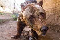 Medvědy v Zoo Plzeň čeká probuzení