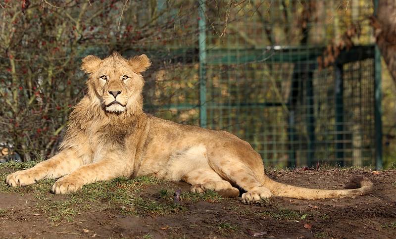 Z plzeňské zoologické zahrady.