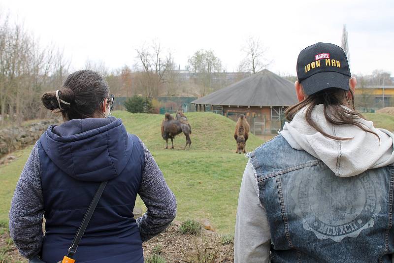 Do plzeňské zoologické zahrady dorazily jenom za sobotu více než dva tisíce návštěvníků.