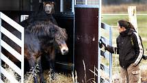 Do přírodní rezervace Janovský mokřad, kterou zřídil Plzeňský kraj, byli vypuštěni v rámci ochrany vegetace, zachování unikátnosti a přirozeného rozvoje mokřadu divocí koně z Exmooru. Tyto koně doplní ještě dva kusy ze stáda praturů.