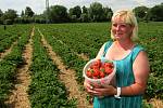 Jahodárna na plantážích mezi Plzní a městkou částí Radčice nabízí prodej jahod i levnější samosběr.