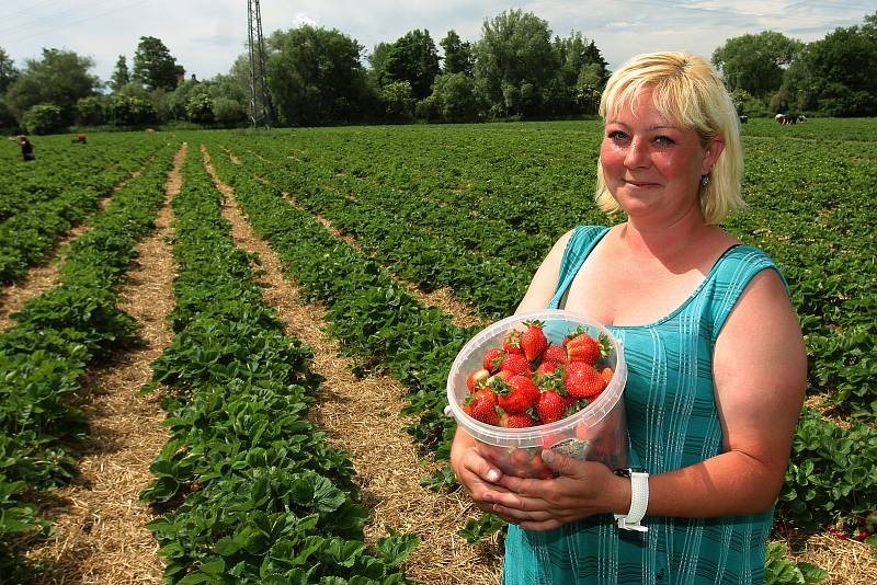 Jahodárna na plantážích mezi Plzní a městkou částí Radčice nabízí prodej jahod i levnější samosběr.