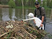 Záchrana labutího hnízda na řece Radbuze v Plzni