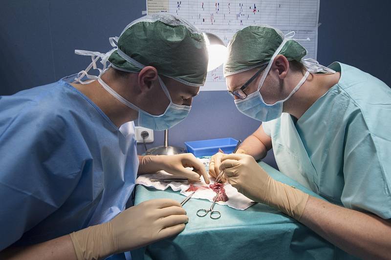 Studenti během letní školy zkoušejí různé experimenty a získávají praktické zkušenosti na operačních sálech.