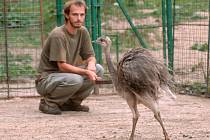 Ošetřovatel Marcel Šefl krmí v plzeňské zoo mládě  pštrosa nandu pampového