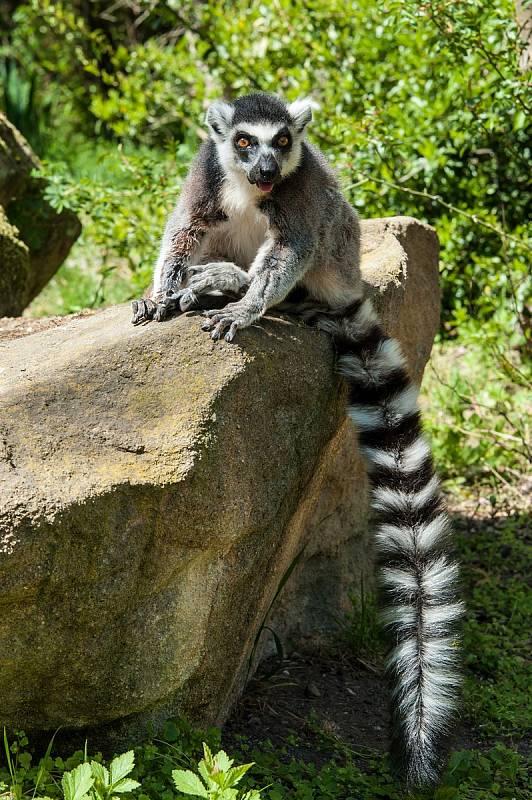 Z plzeňské zoologické zahrady.