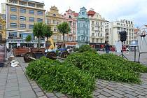 Vzrostlé habry ve velkých květináčích na zkoušku umístil na náměstí Republiky Nadační fond Plzeň sobě. Zároveň uspořádal anketu o navrácení stromů na plochu náměstí, která je dosud bez zeleně.