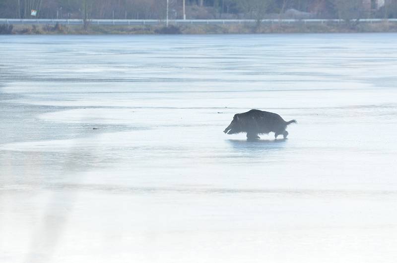 Divočák uvízl na ledě na Borské přehradě. Když se pro něj vypravili ahsiči, podařilo se mu z ledu dostat a prorazit plot