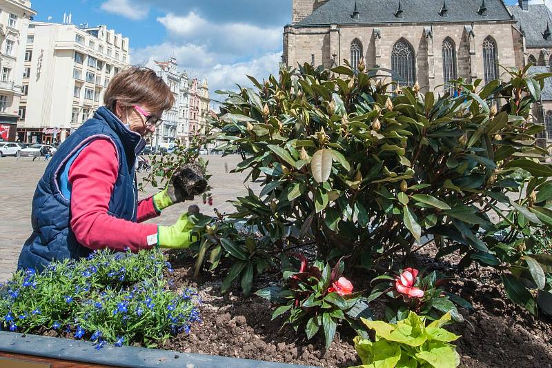 Centrum Plzně se zazelenalo. Vyrostly tu rododendrony.