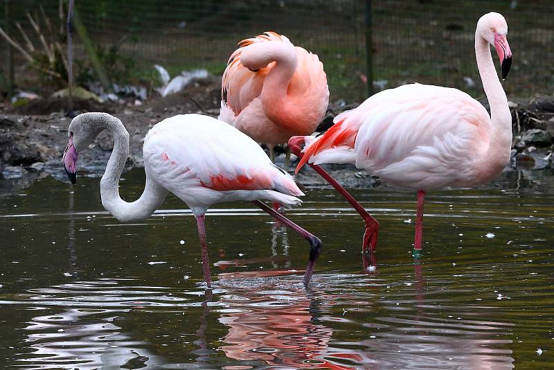 Z plzeňské zoologické zahrady.