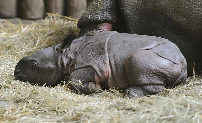 Nosorožec indický v plzeňské zoo